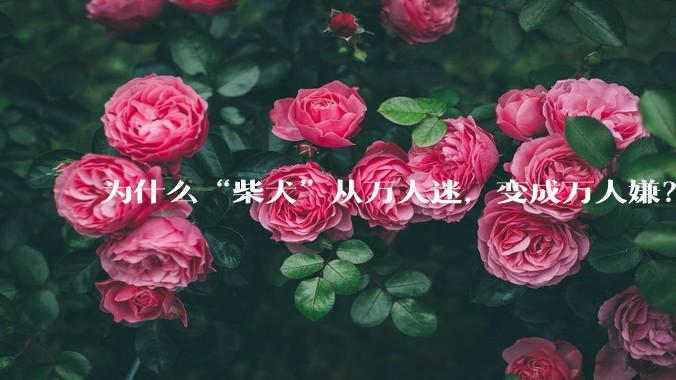 为什么“柴犬”从万人迷，变成万人嫌？